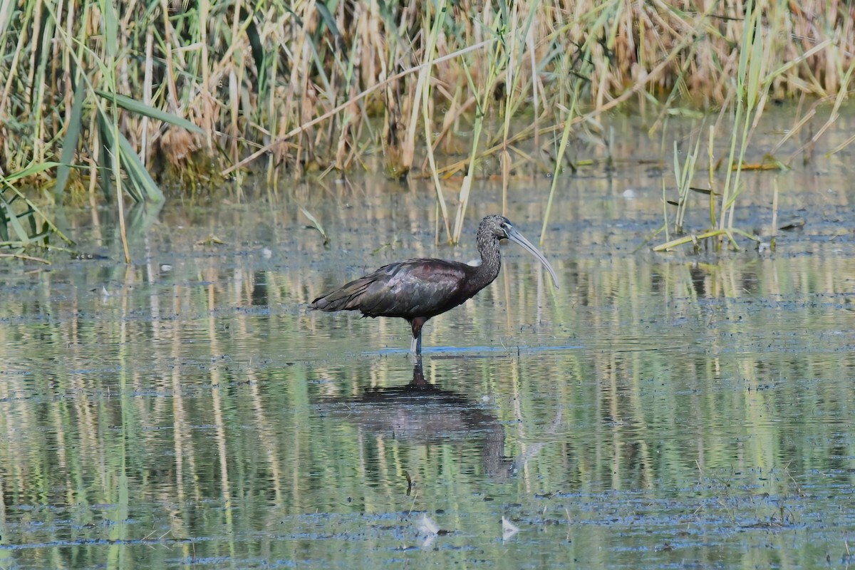 Glossy Ibis - ML645076157