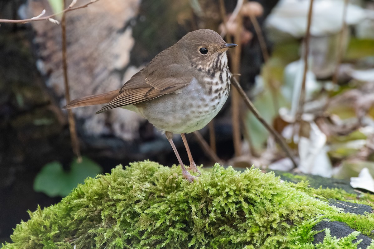 Hermit Thrush - ML645076164