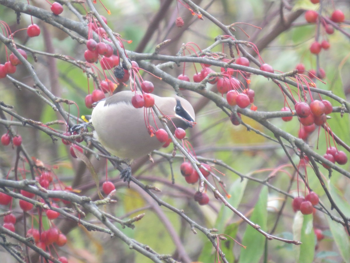 Cedar Waxwing - ML645076168
