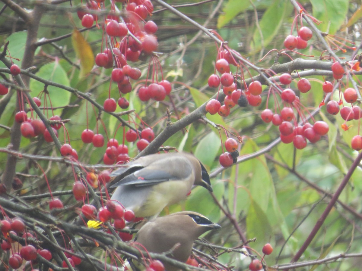 Cedar Waxwing - ML645076169