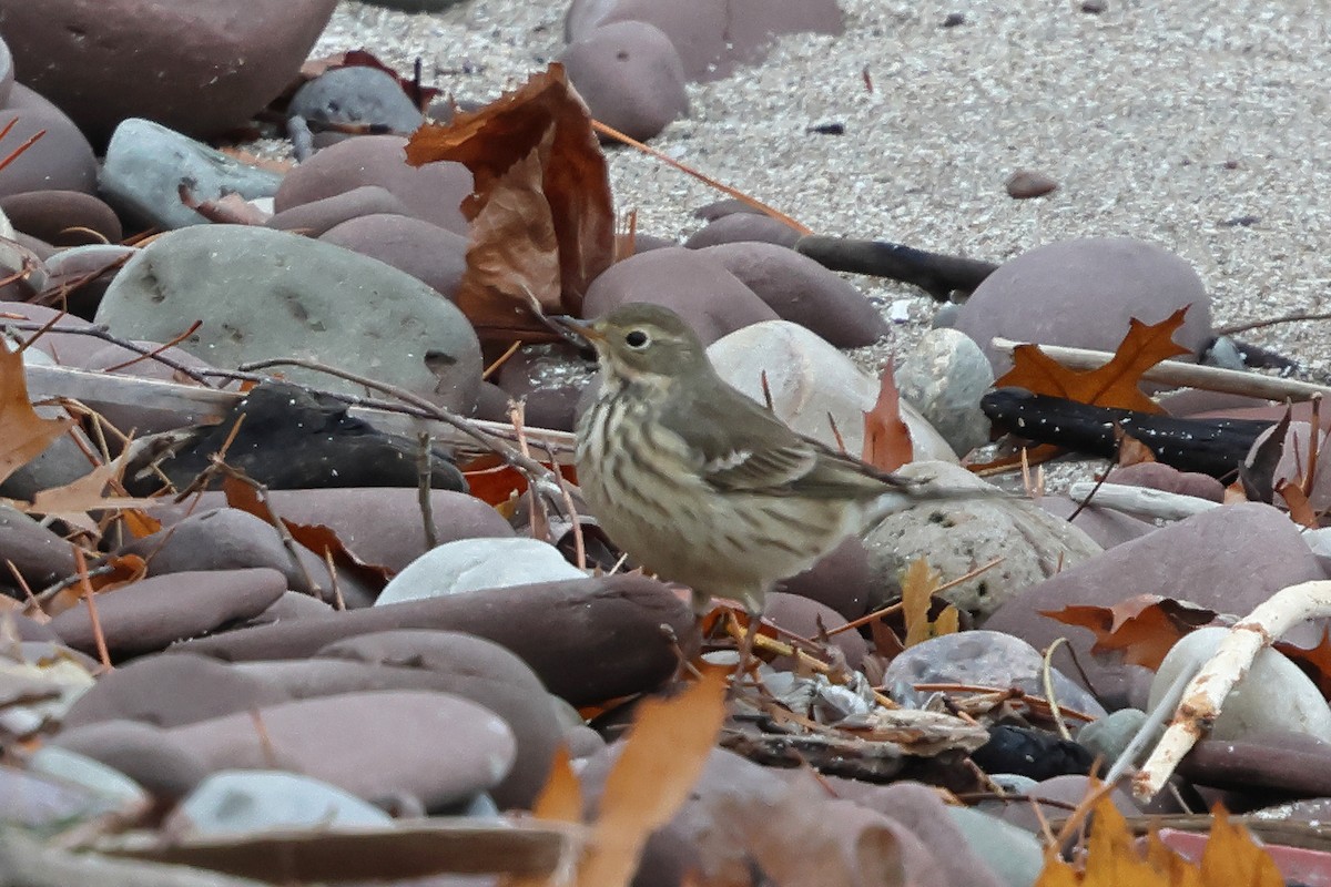 American Pipit - ML645076170