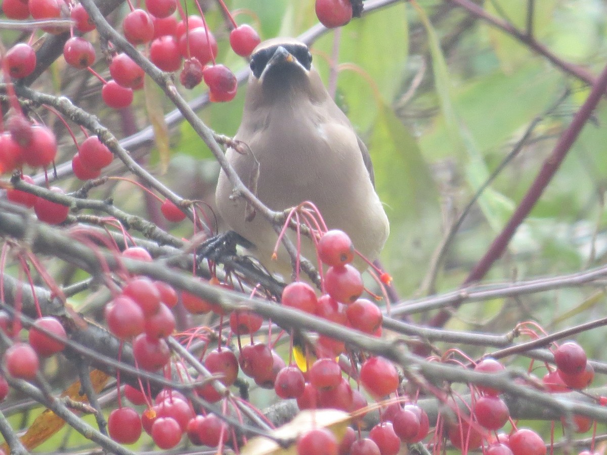Cedar Waxwing - ML645076173