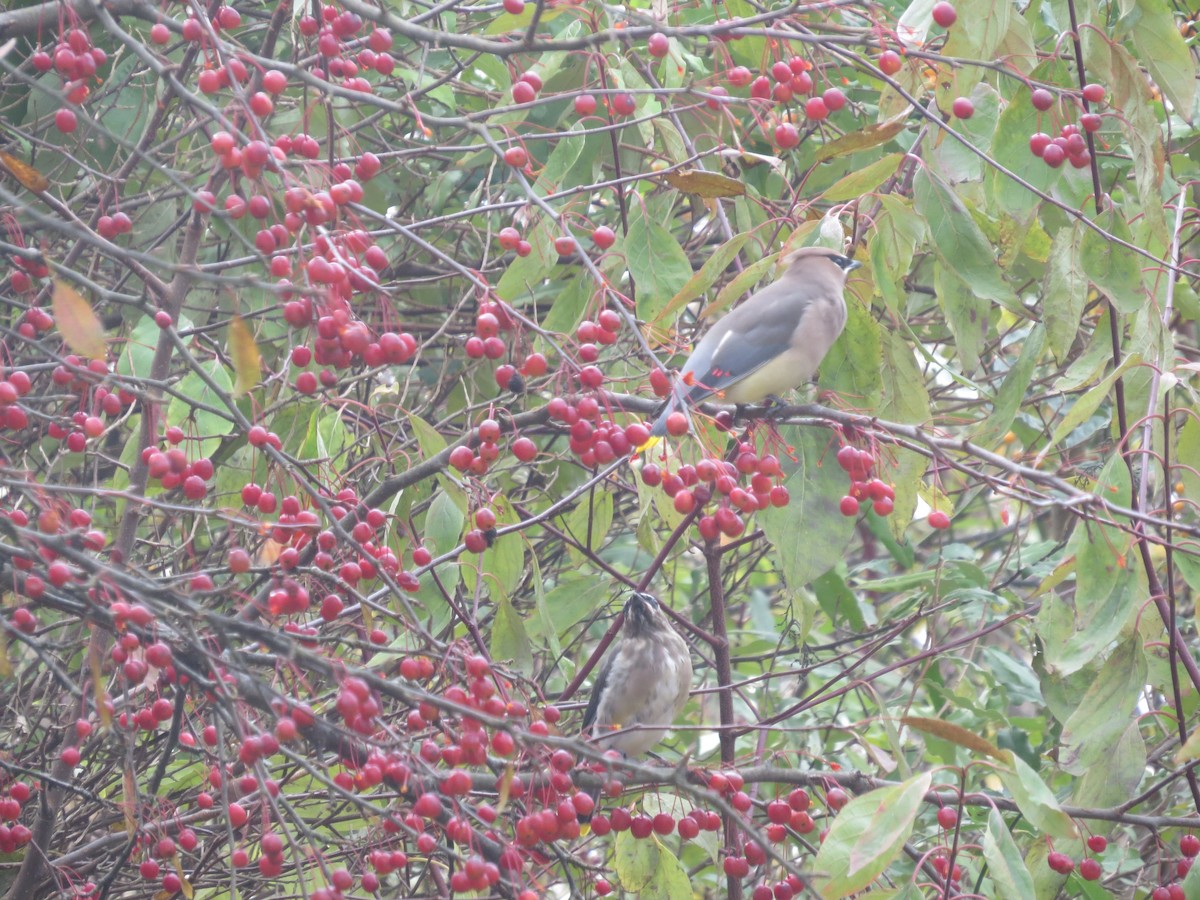Cedar Waxwing - ML645076176