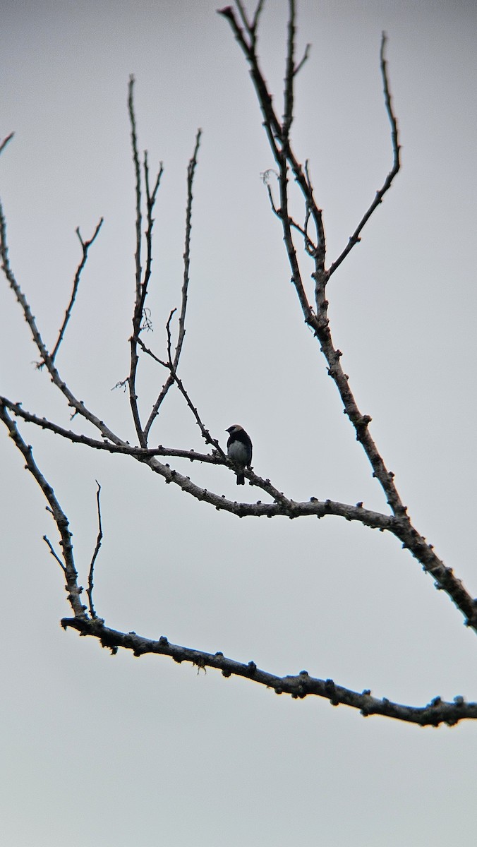 Золотистоголовая танагра - ML645076183