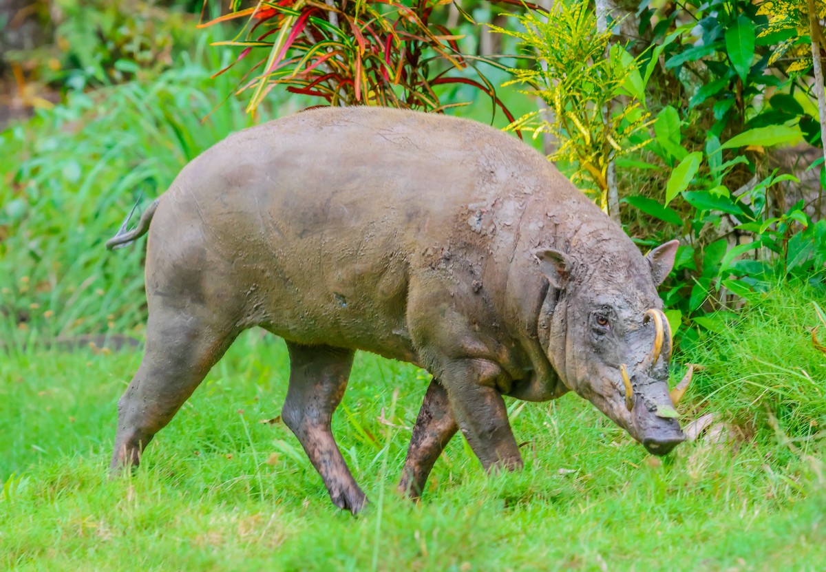 トギアンバビルサ - ML645076193