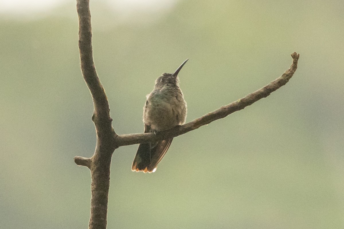 Scaly-breasted Hummingbird - ML645076198