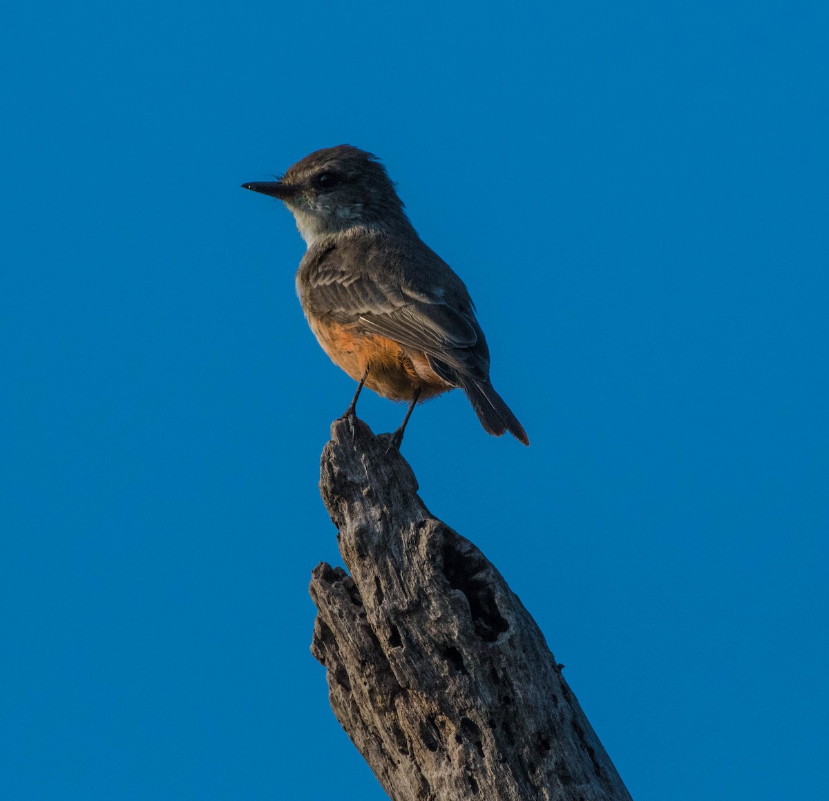 Vermilion Flycatcher - ML645076215