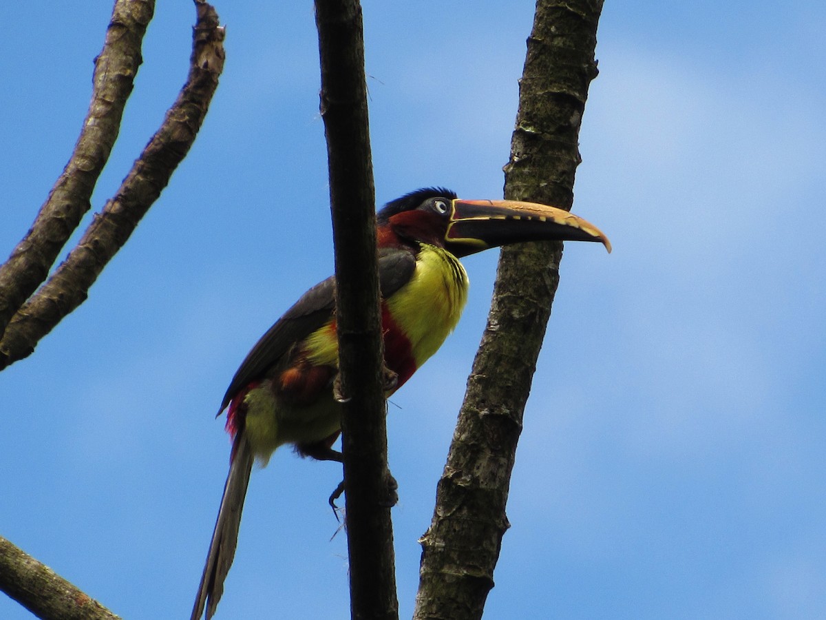 arassari hnědouchý - ML645076268