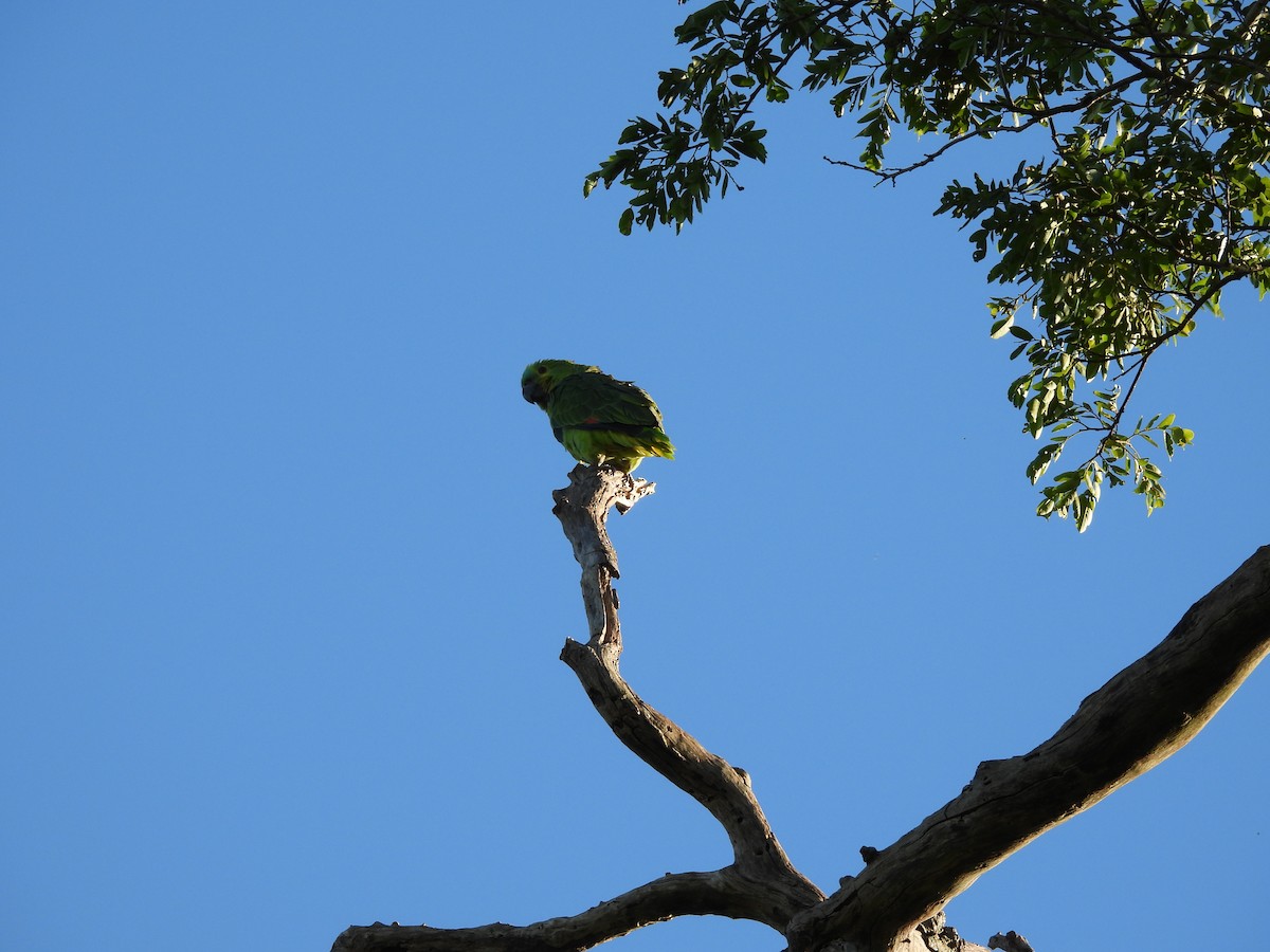 Turquoise-fronted Amazon - ML645076277