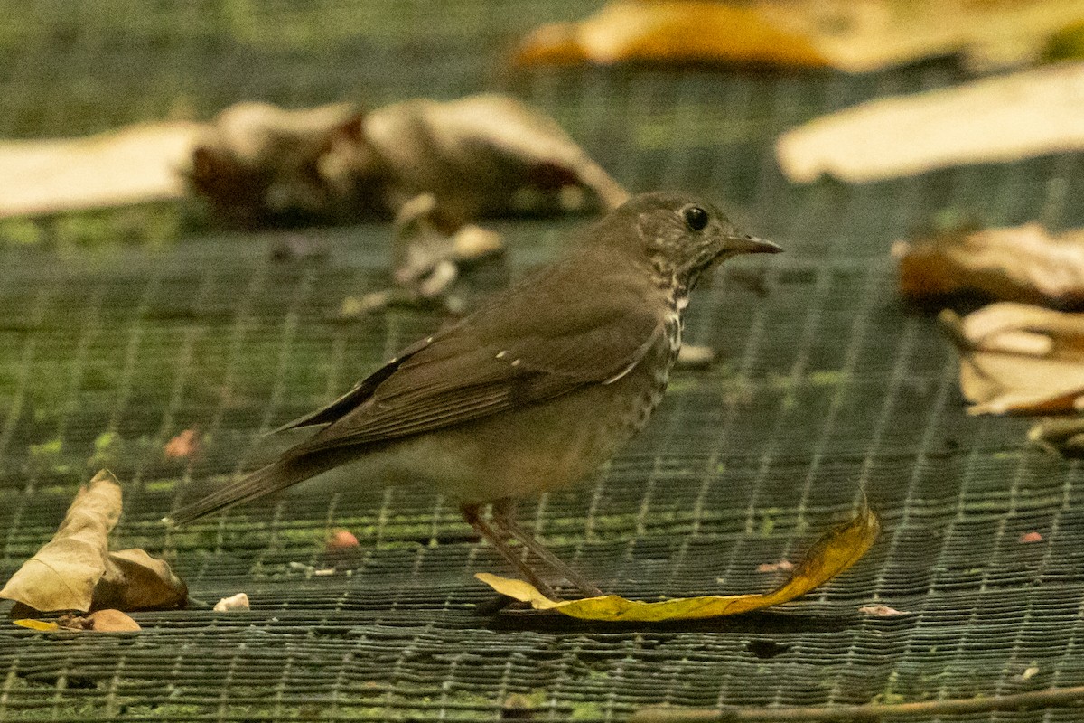 Малый дрозд - ML645076281