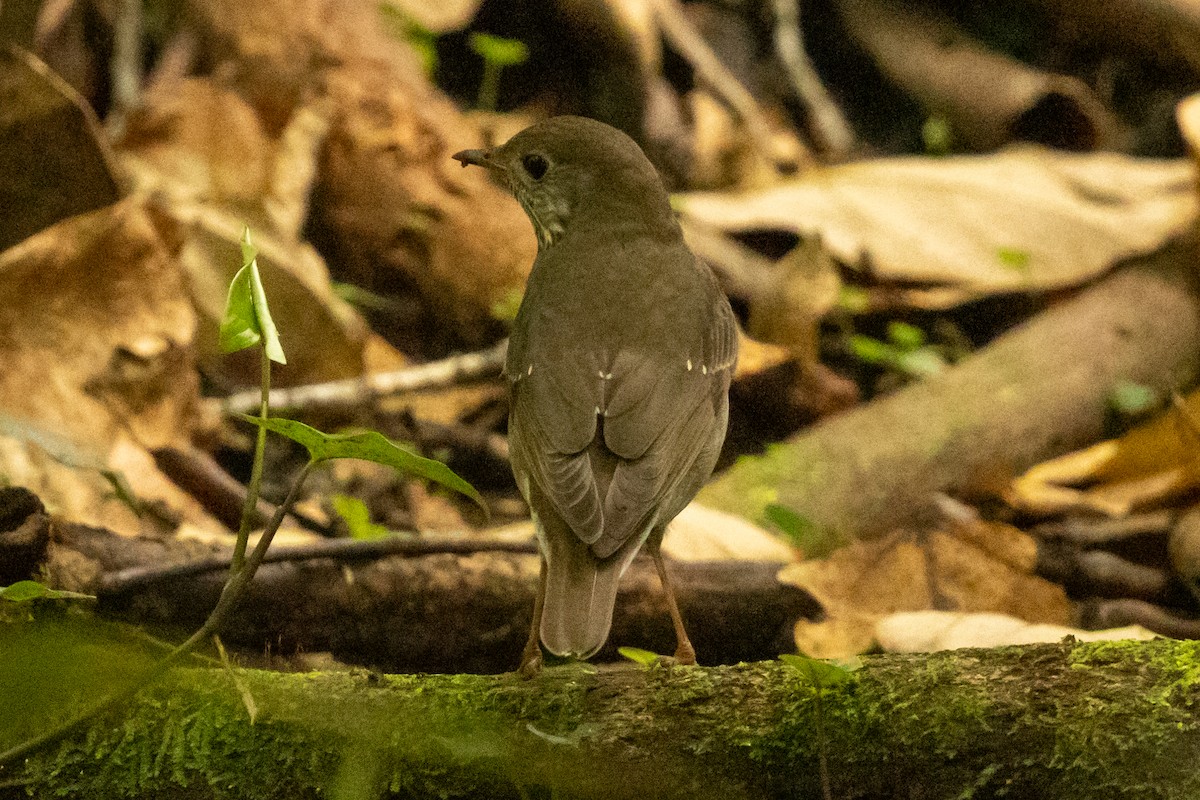 Малый дрозд - ML645076282