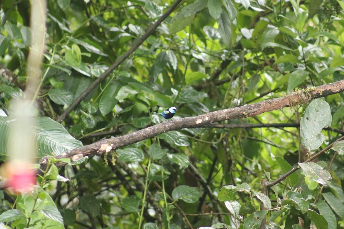 Blue-necked Tanager - ML645076283