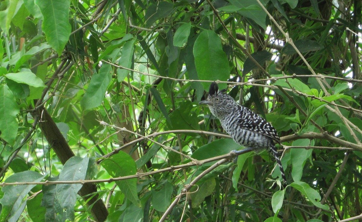 Batará Barrado - ML645076285