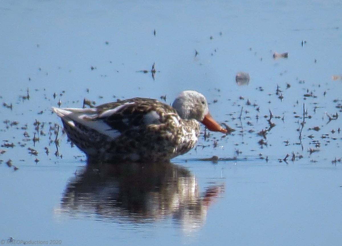dabbling duck sp. - ML645076293