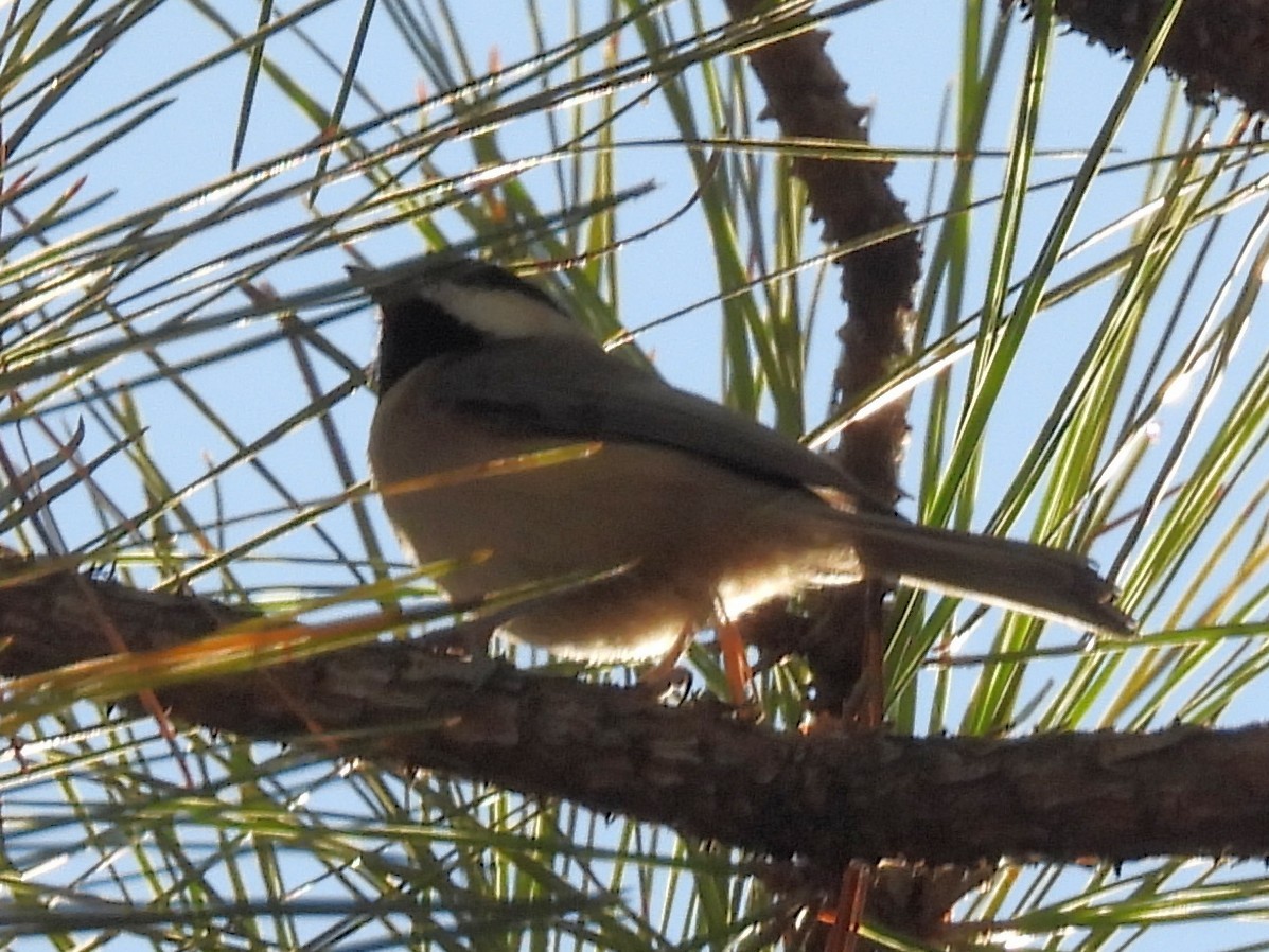 Каролинская гаичка - ML645076333