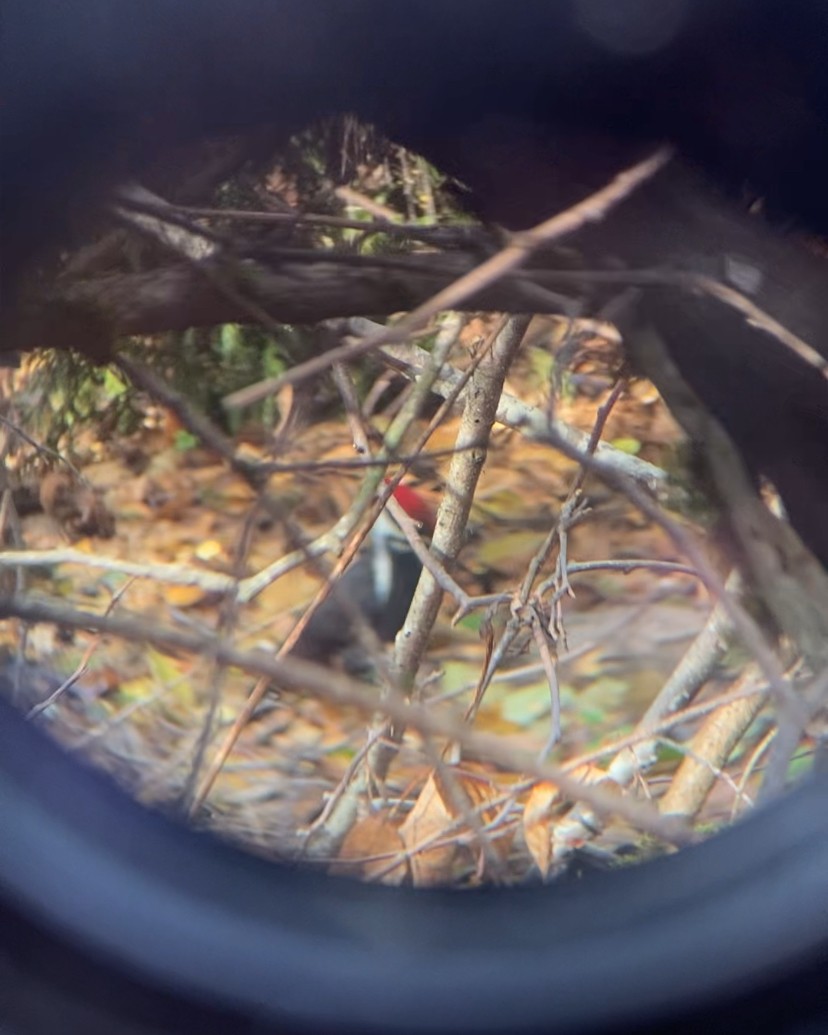 datel chocholatý - ML645076382