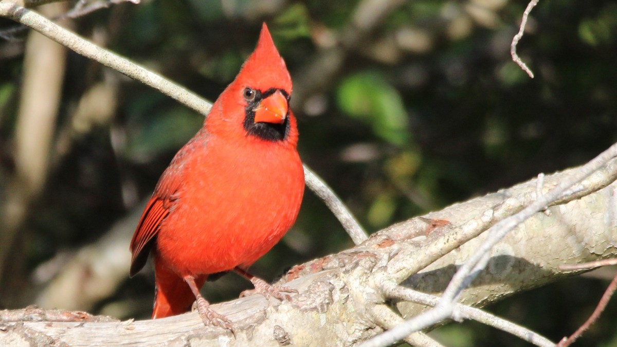 kardinál červený - ML645076383