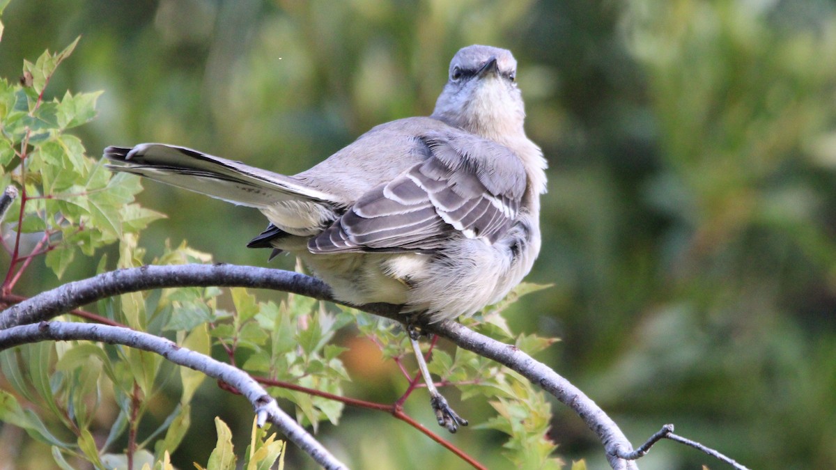 drozdec mnohohlasý - ML645076390