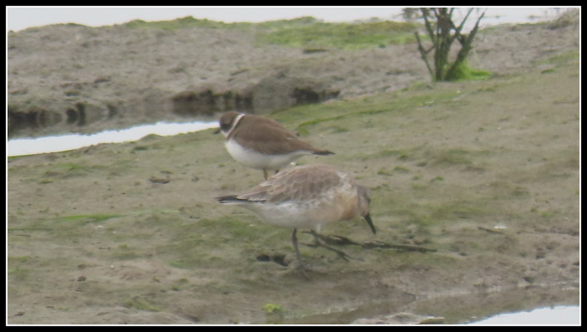 Red Knot - ML645076391