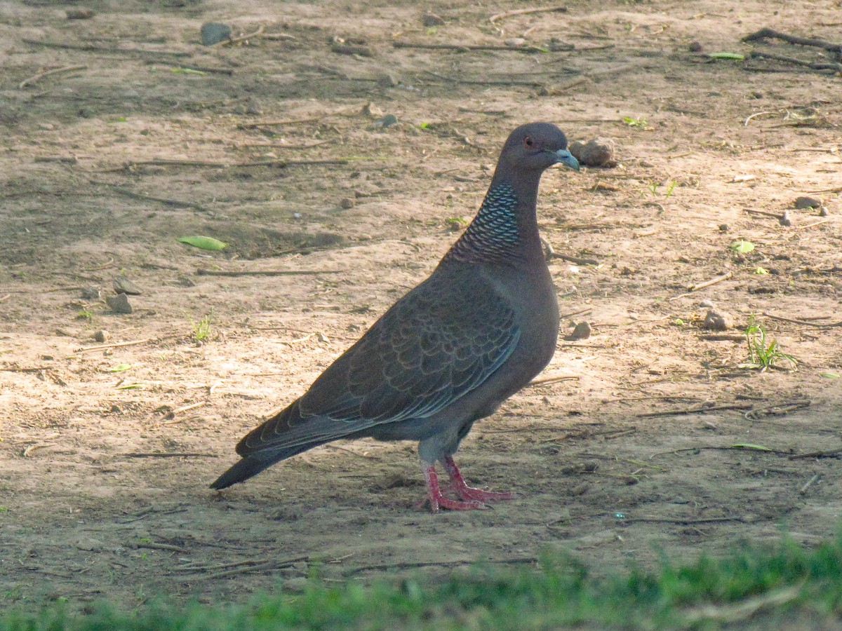 Pikazuro Güvercini - ML645076392