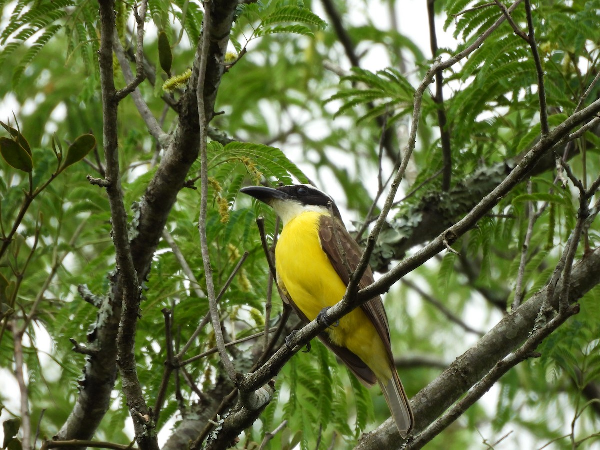 Boat-billed Flycatcher - ML645076425