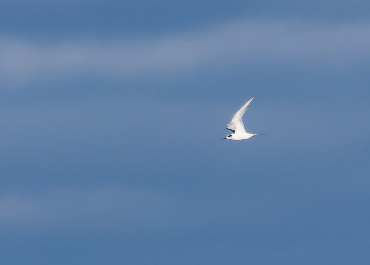 Forster's Tern - ML645076428