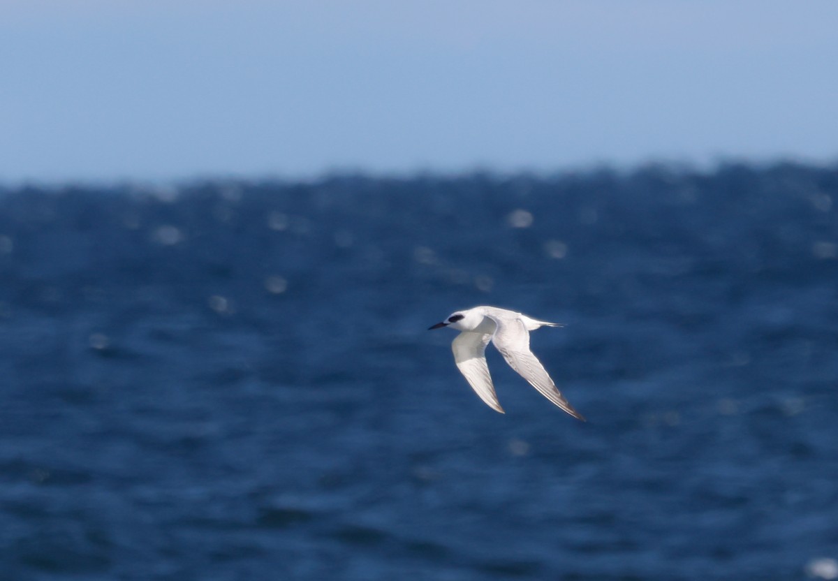 Forster's Tern - ML645076430