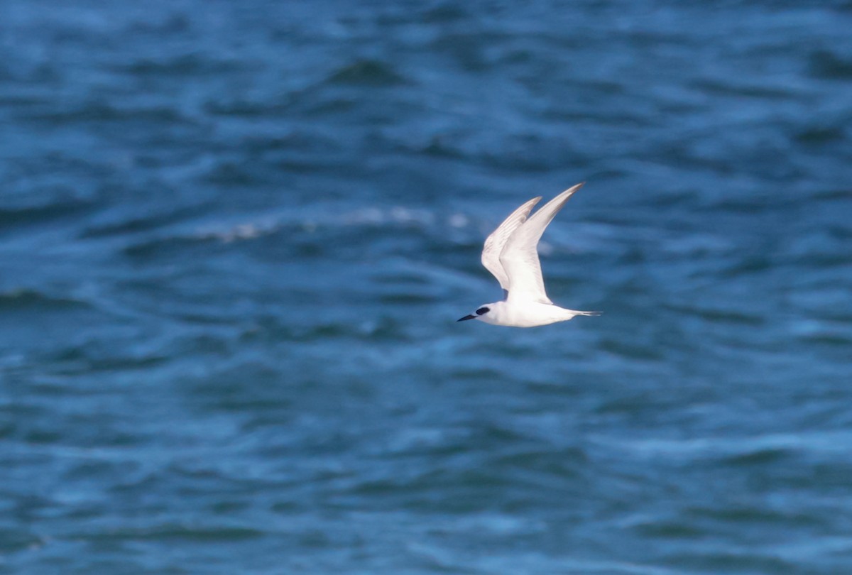 Forster's Tern - ML645076431