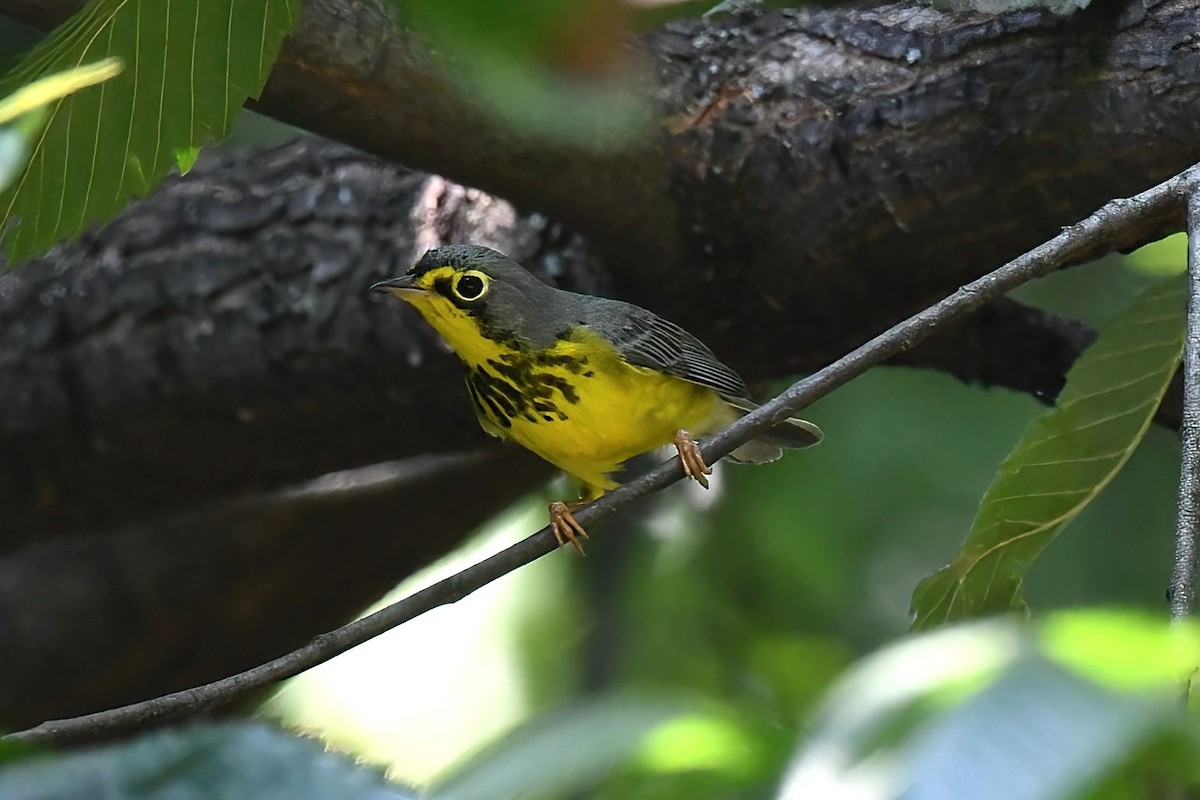 Reinita Canadiense - ML645076434