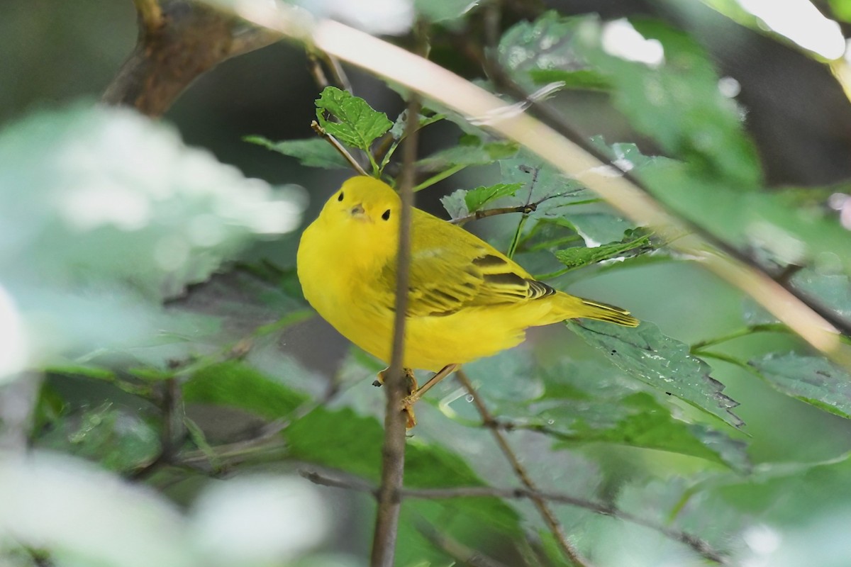 Northern Yellow Warbler - ML645076437