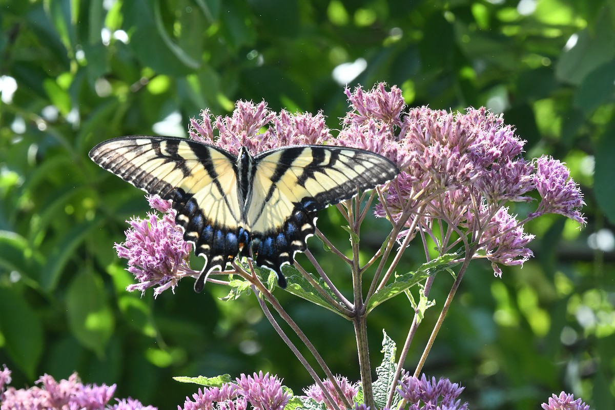 Animals - ML645076449