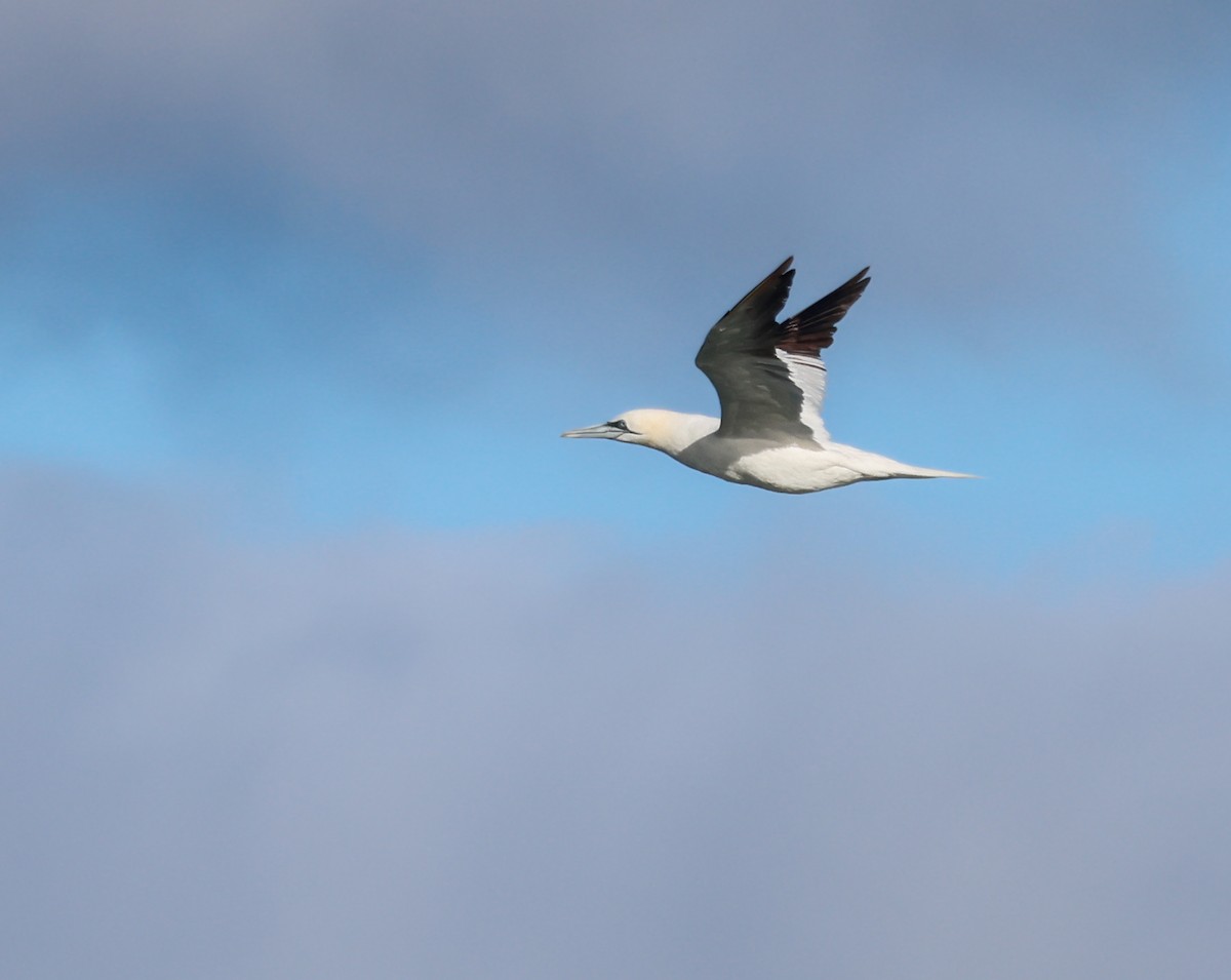 Northern Gannet - ML645076472