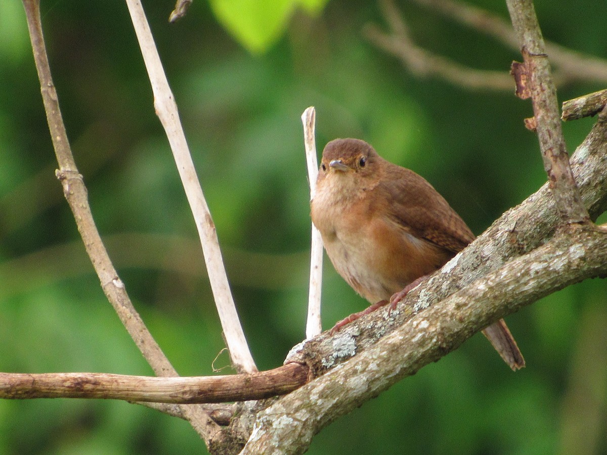 Southern House Wren - ML645076496