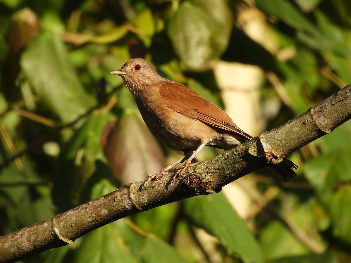 Pale-breasted Thrush - ML645076535