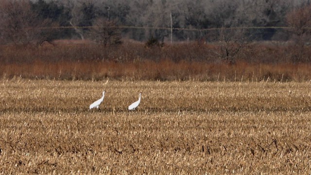 jeřáb americký - ML645076567