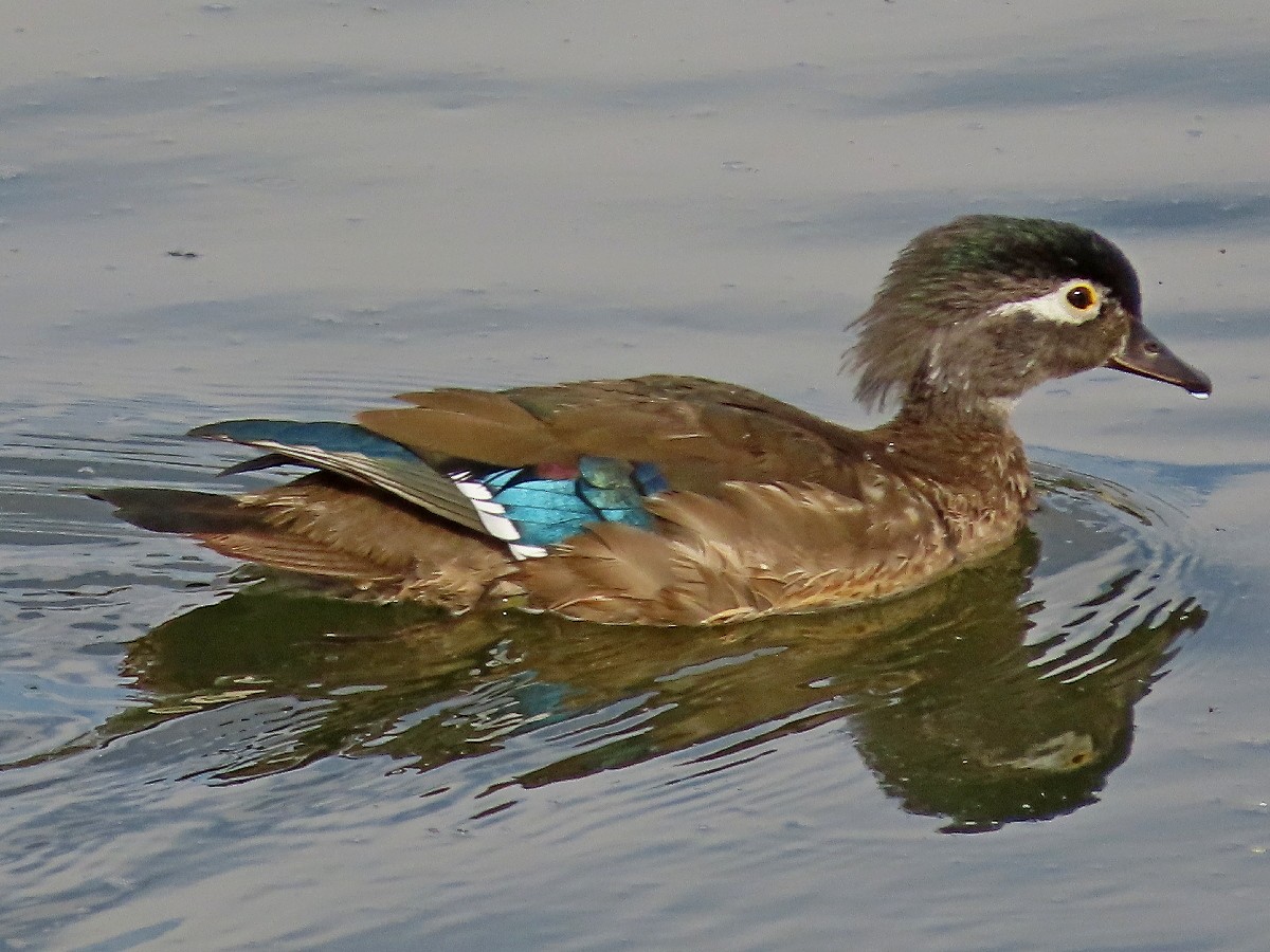 Wood Duck - ML645076593