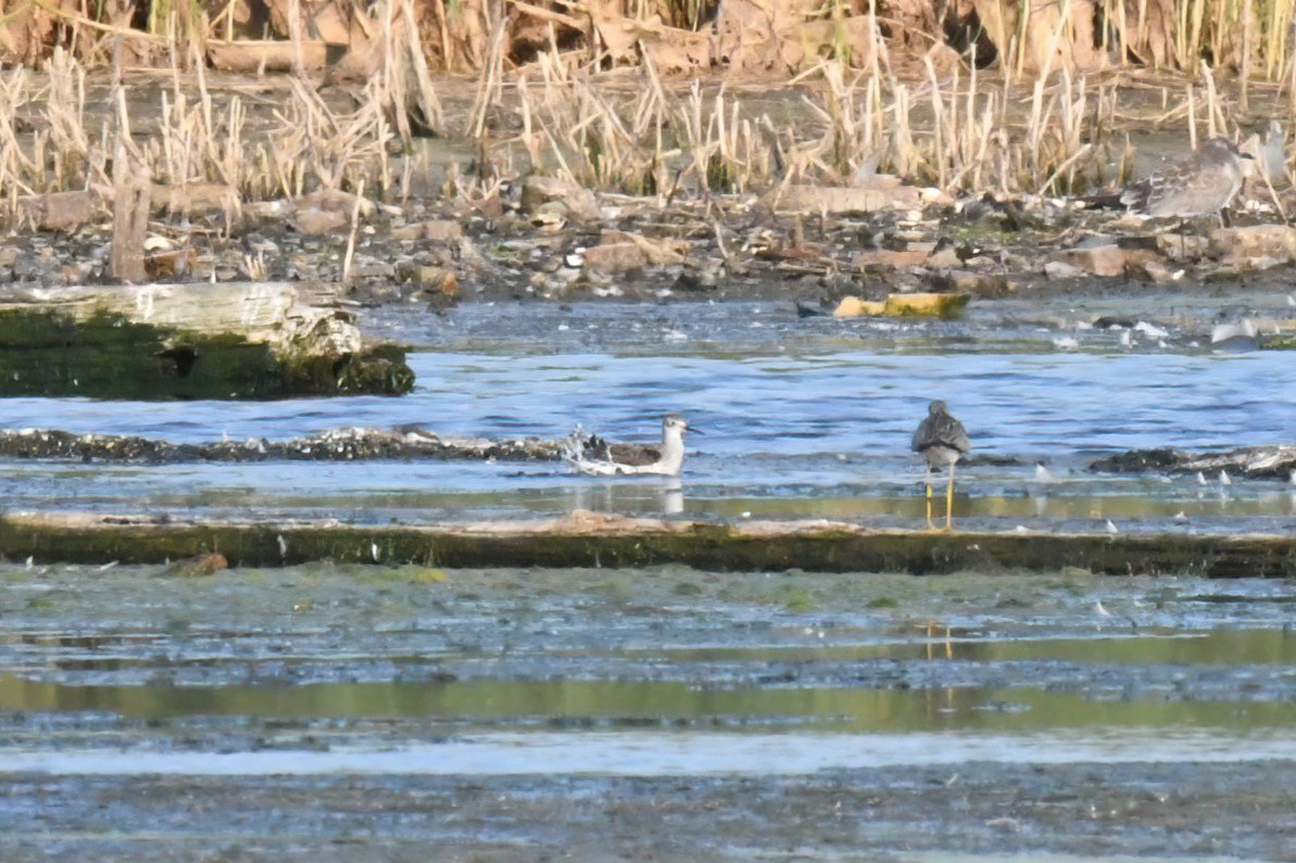 Wilson's Phalarope - ML645076596