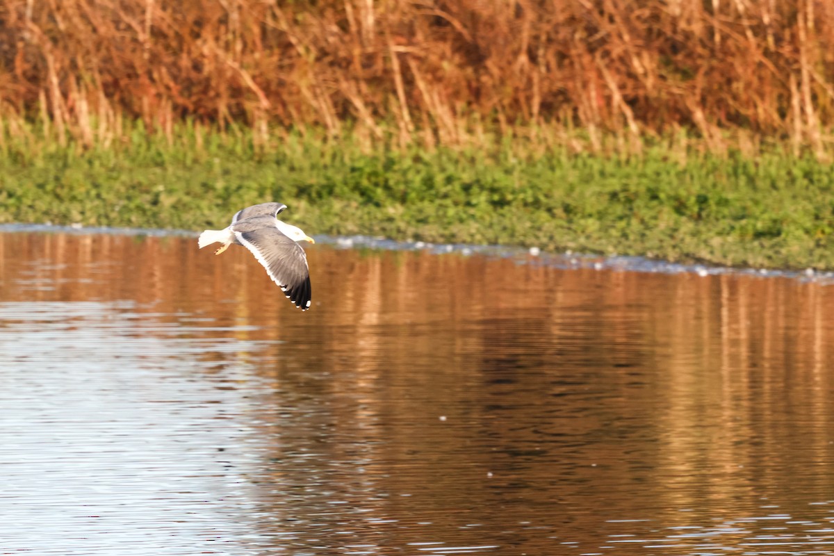 Gaviota Sombría - ML645076612