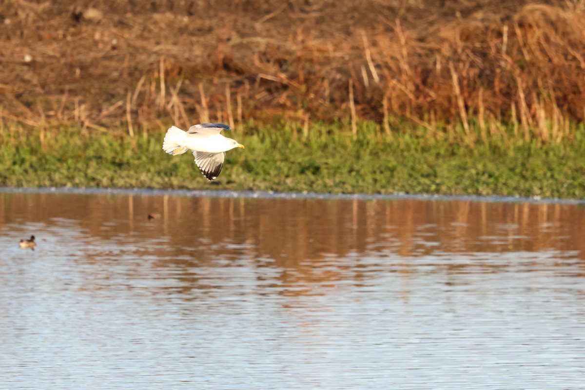 Gaviota Sombría - ML645076613
