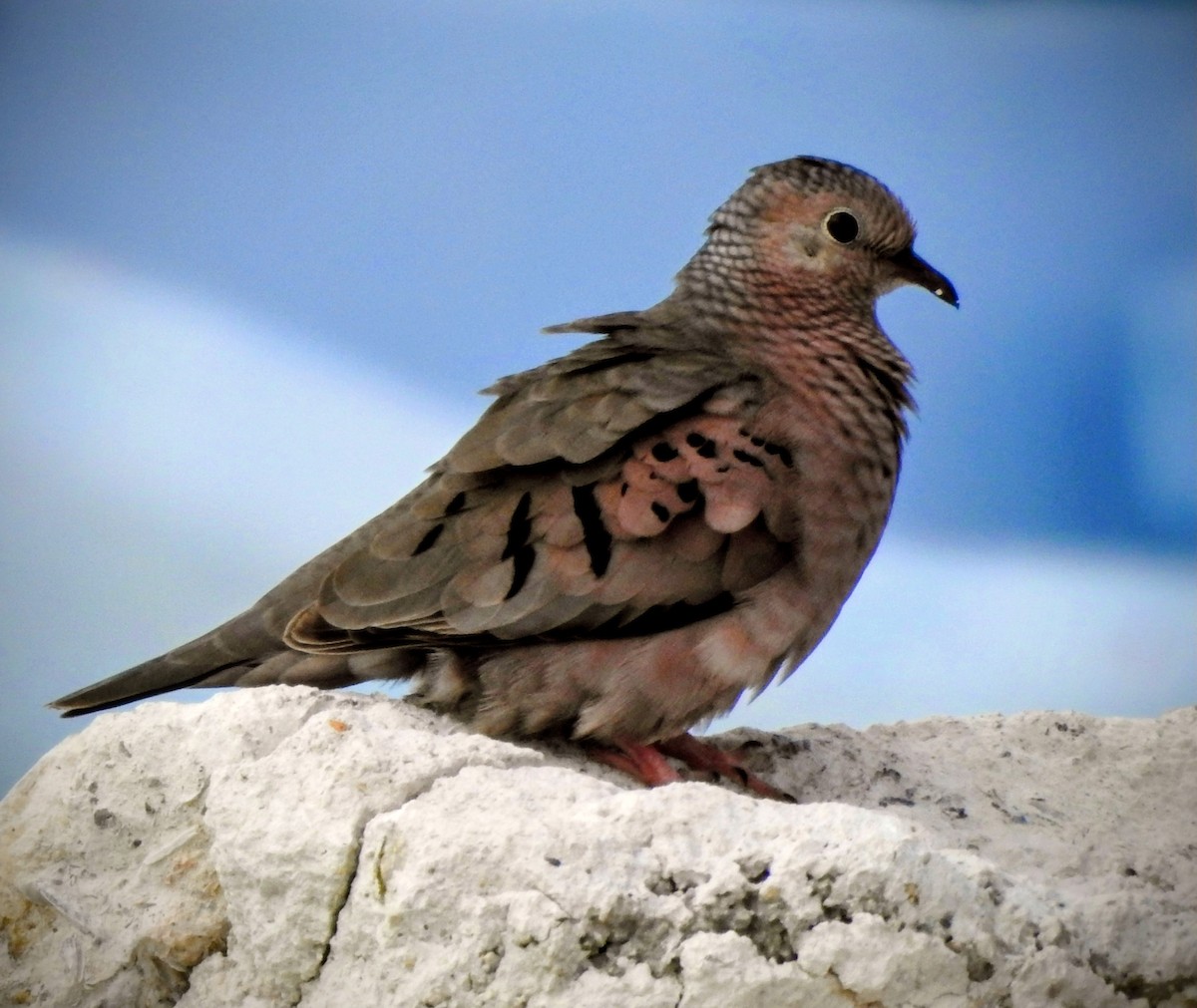 Common Ground Dove - ML645076616