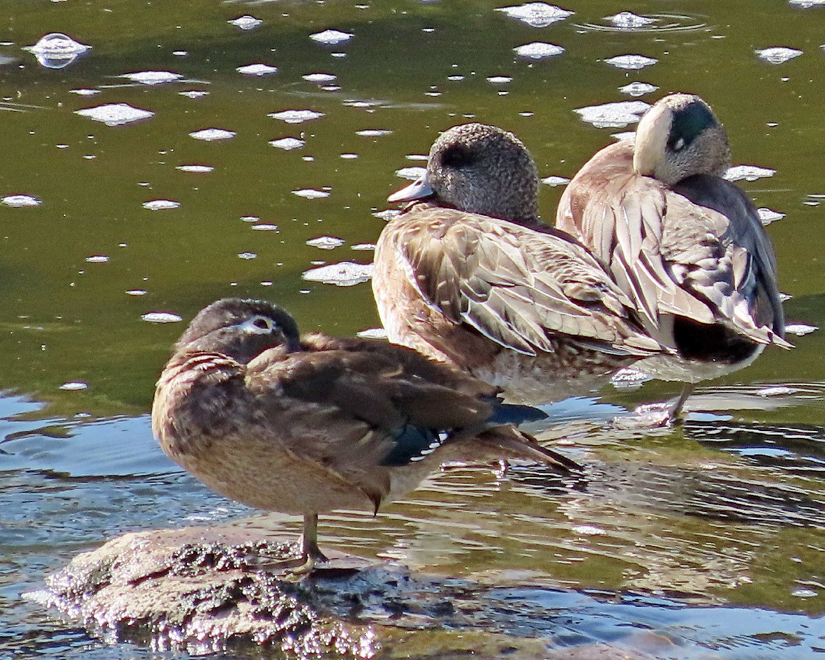 Wood Duck - ML645076617
