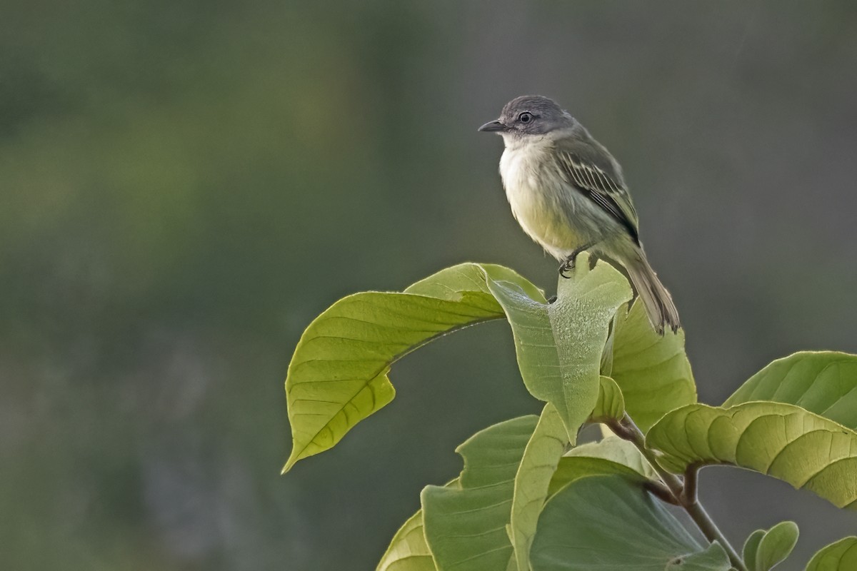 Guianan Tyrannulet - ML645076631