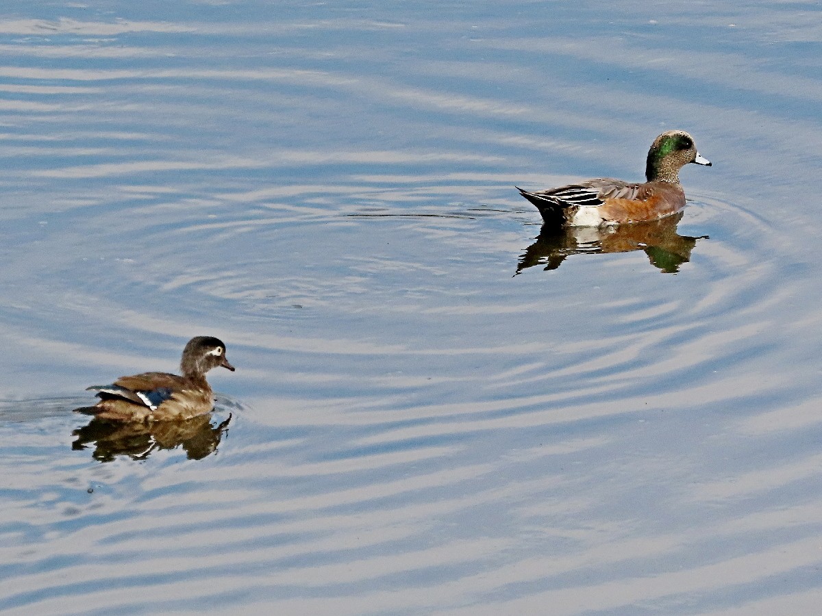 Wood Duck - ML645076634