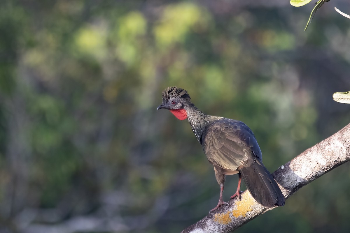 Marail Guan - ML645076647