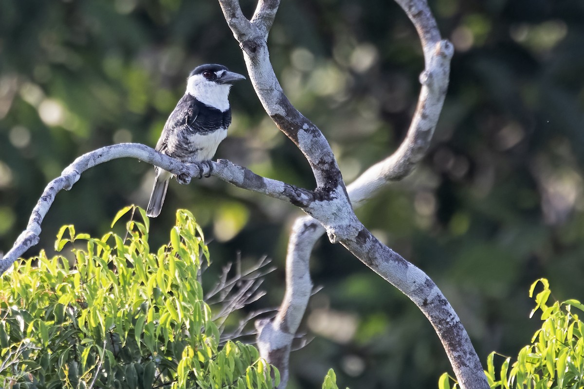 Guianan Puffbird - ML645076666