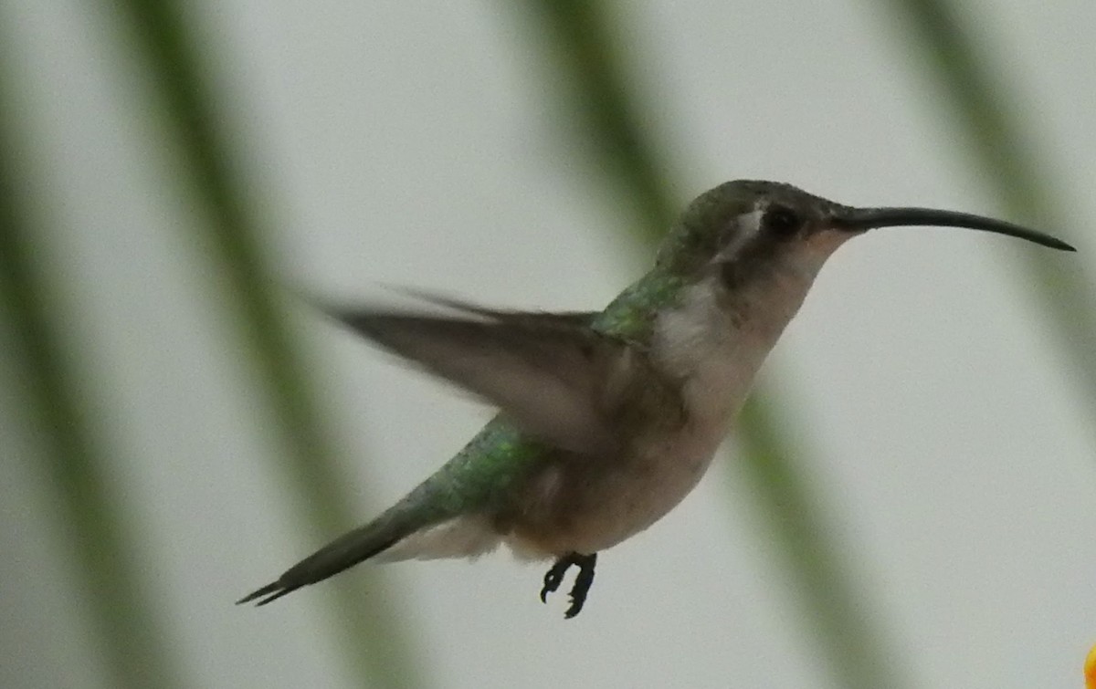 Mexican Sheartail - ML645076675