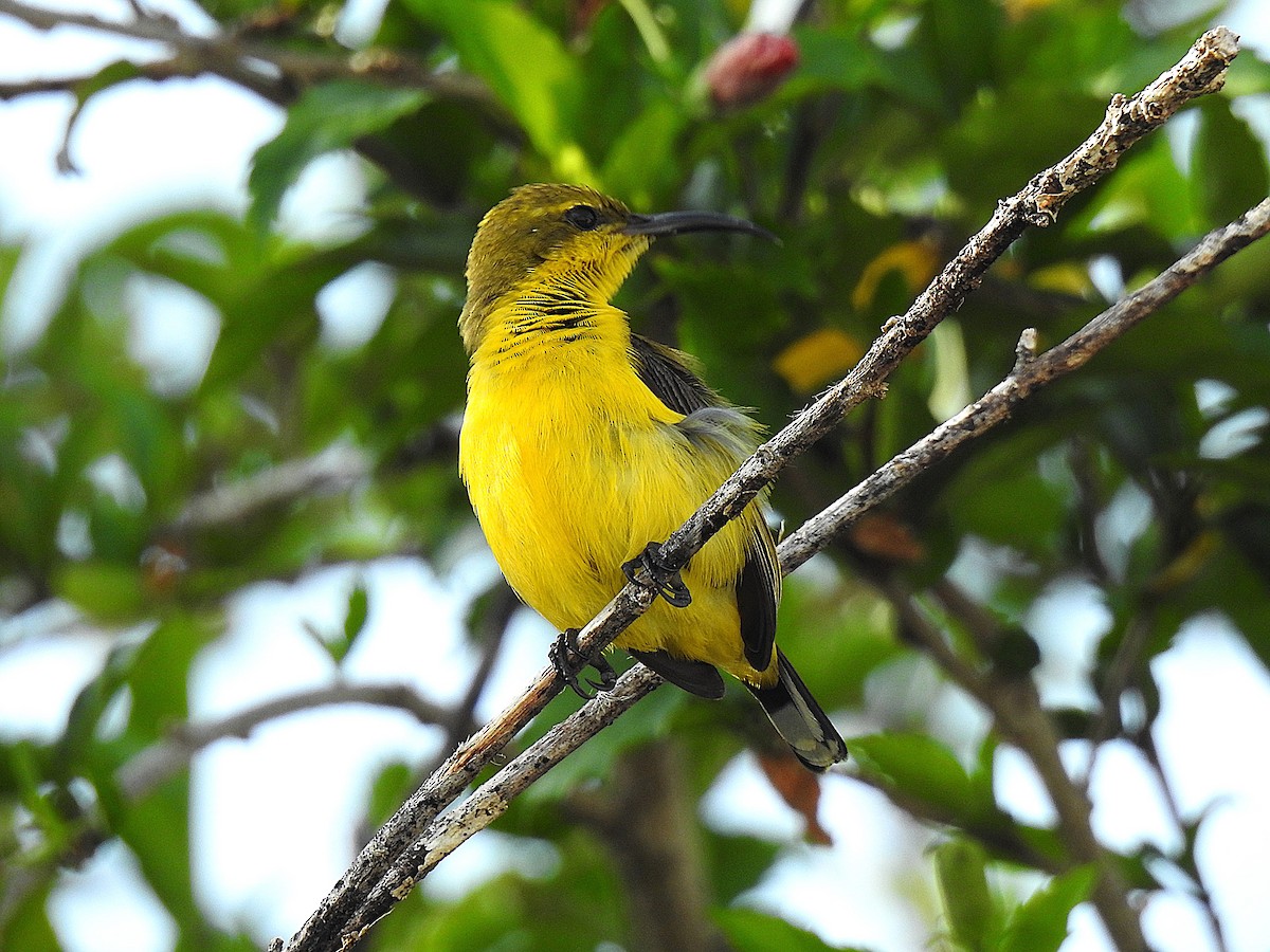 Sahul Sunbird - ML645076682