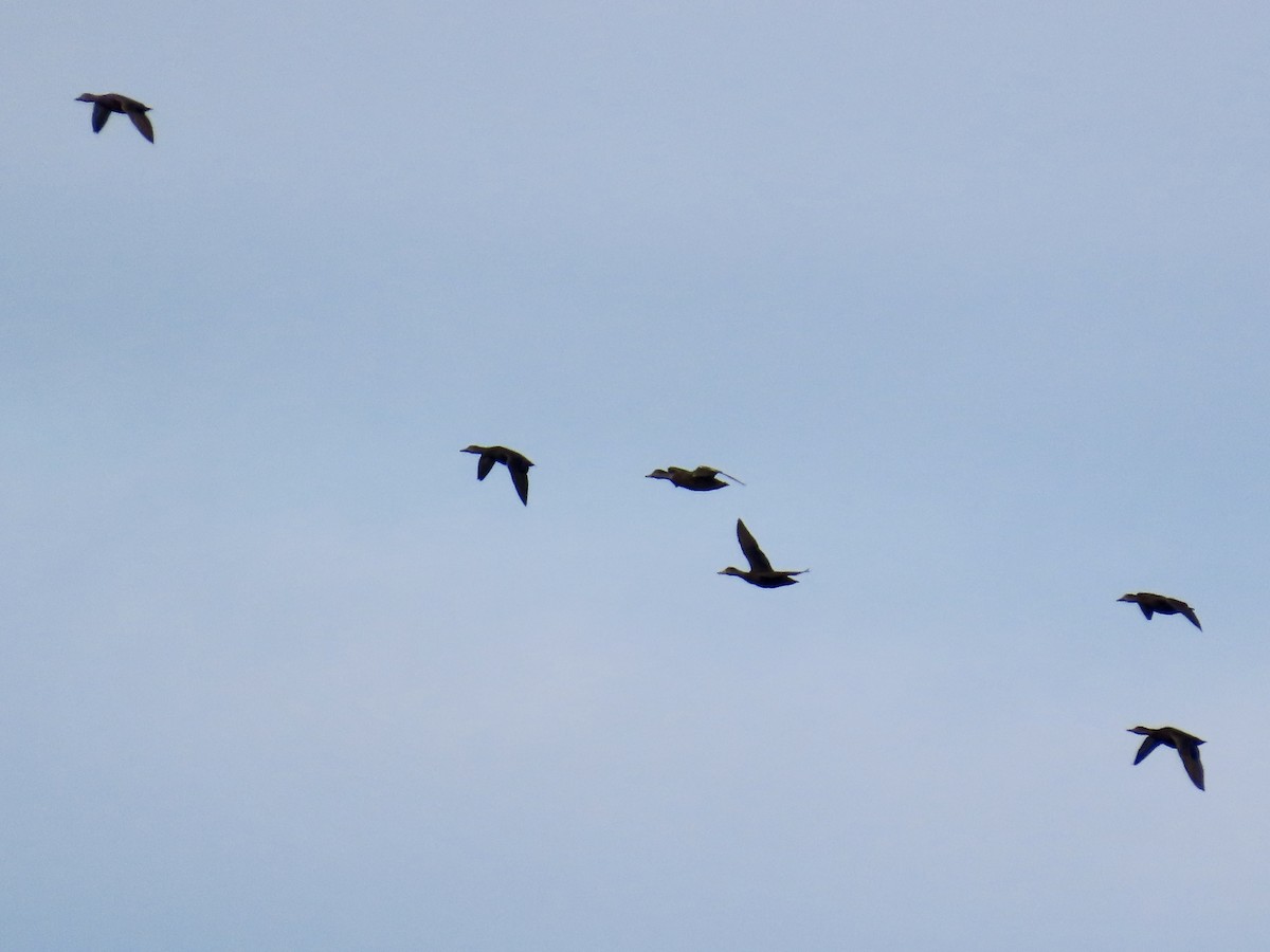 rødfotand - ML645076690