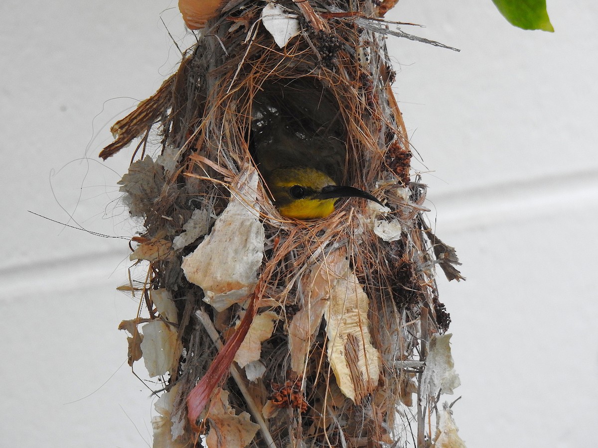 Sahul Sunbird - ML645076694