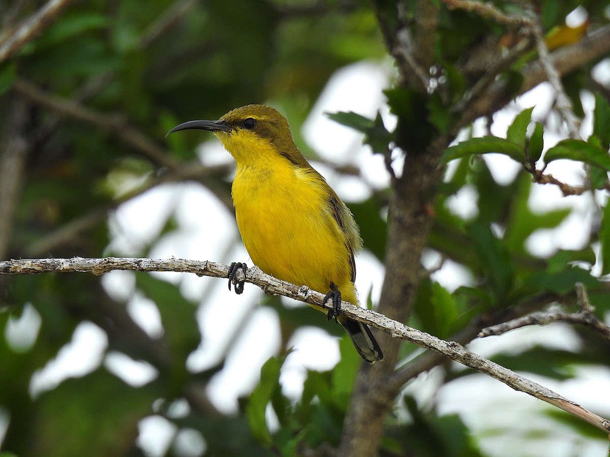 Sahul Sunbird - ML645076697